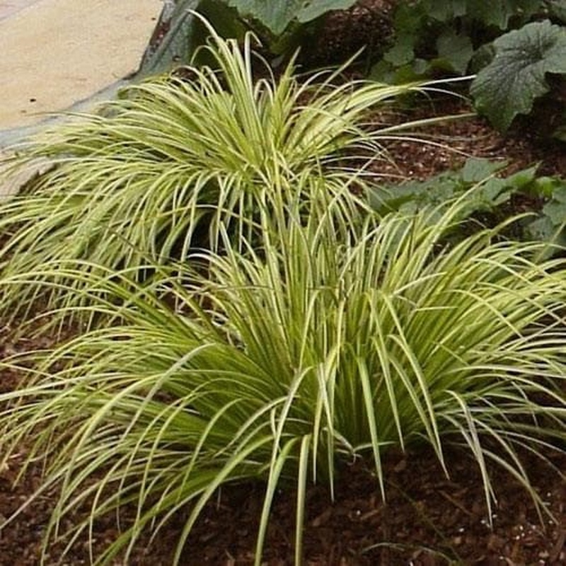 Acorus gramineus Ogon