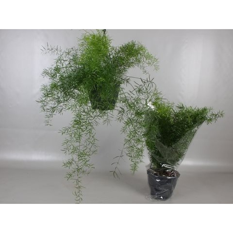 Asparagus dens. Sprengeri  P19, hanging pot