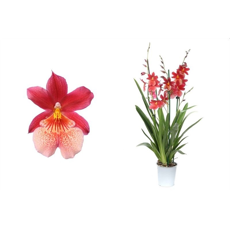 Cambria Nelly Isler  P12 - 3-4 stem