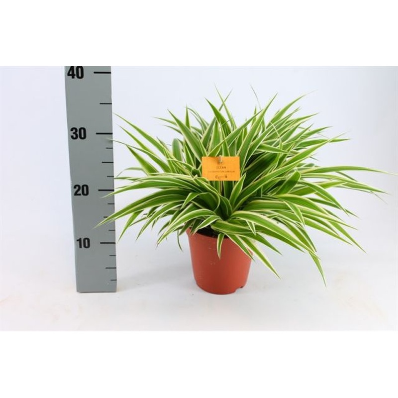 Chlorophytum com. Ocean