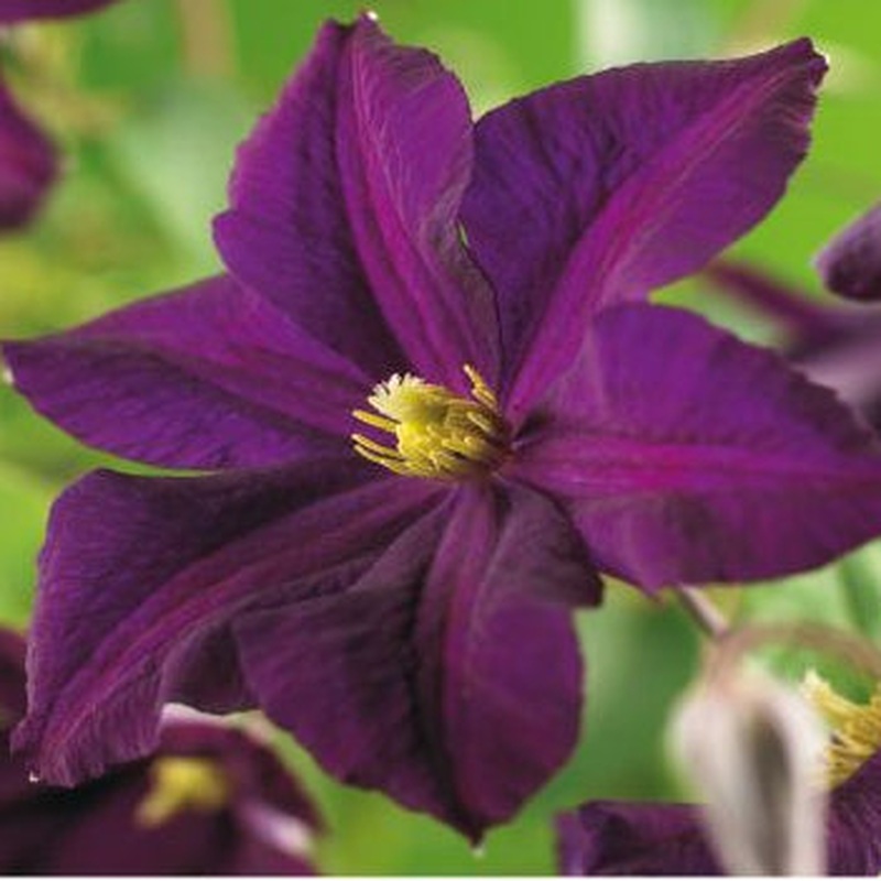 Clematis Romantika  S-pot(2.25 L)