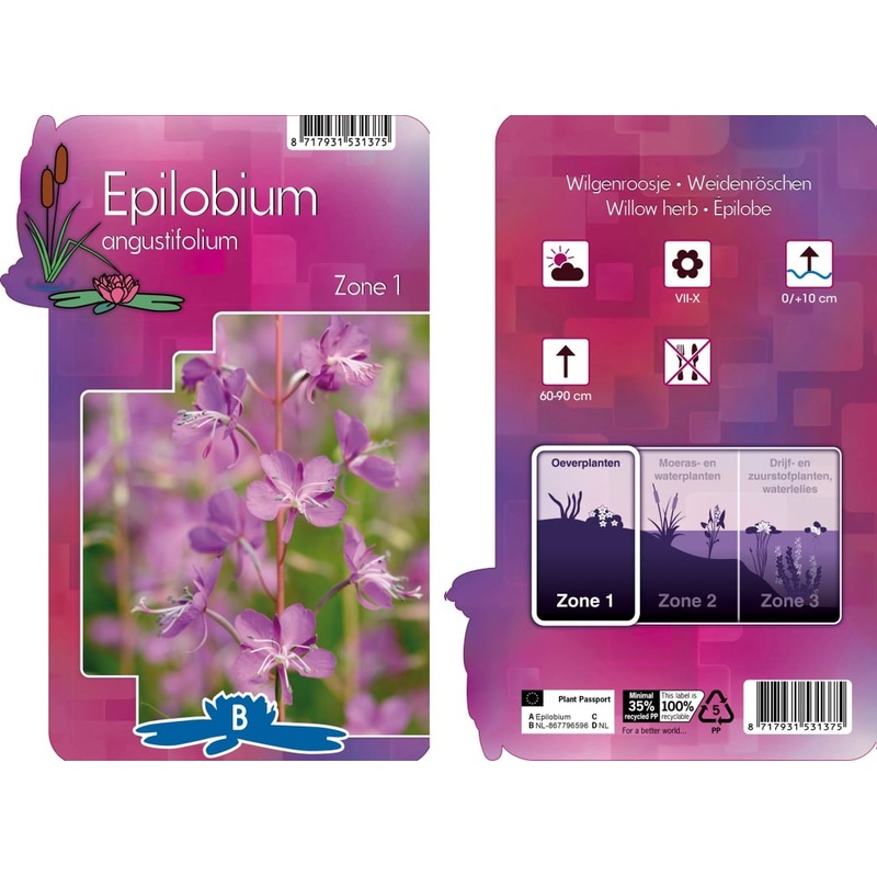 Epilobium angustifolium  P9