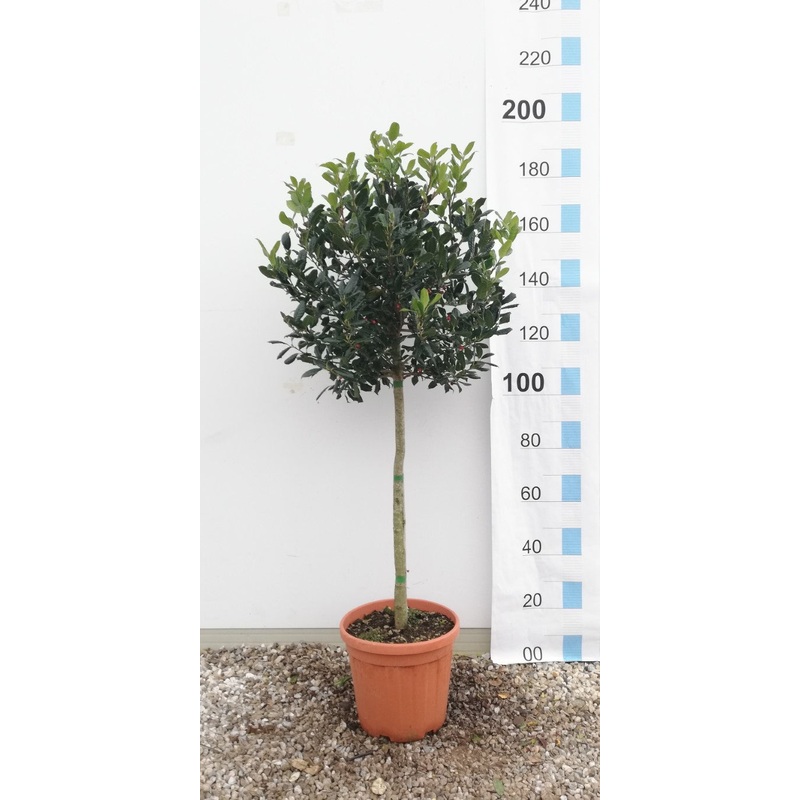 ILEX MUTCH. NELLY R. STEVENS CLT 25 / 35    CHIOMA 50 - 60 CM 1/2 STD