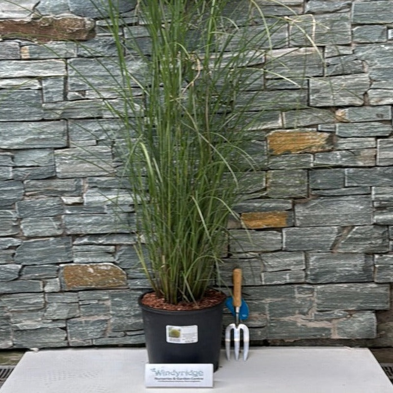 MISCANTHUS sine. Gracillimus