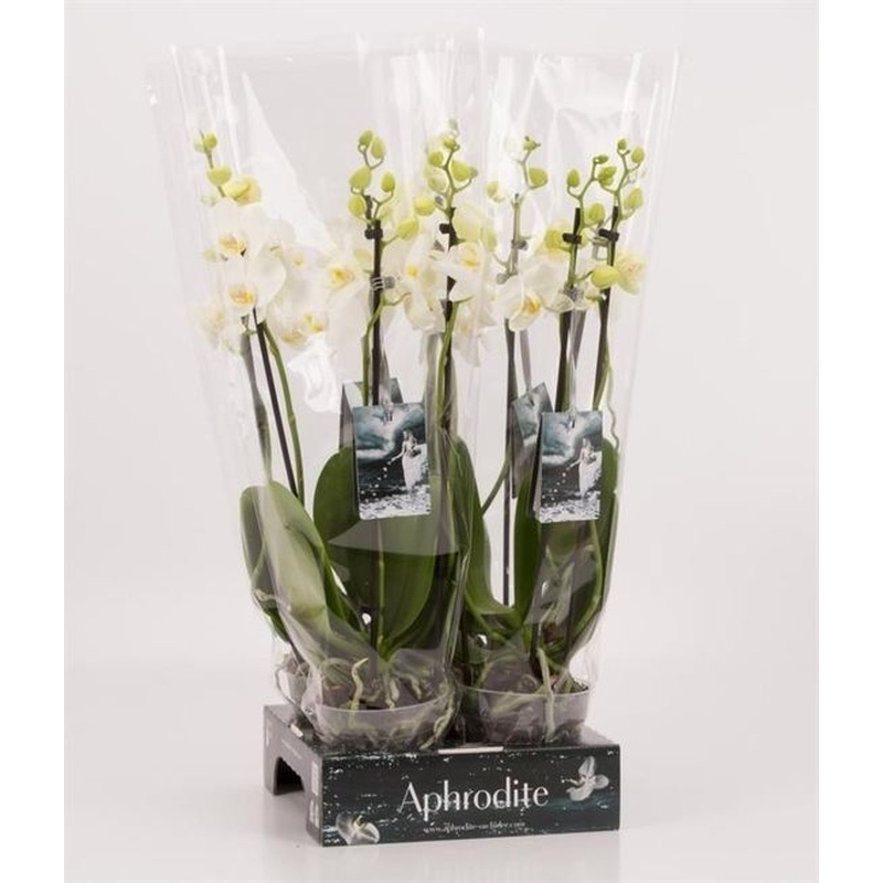 Phalaenopsis Goddess white  P12 - 3 stem
