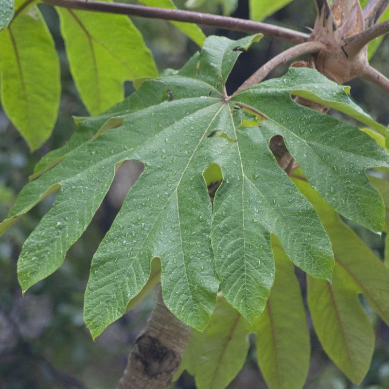 TETRAPANAX papyrifer