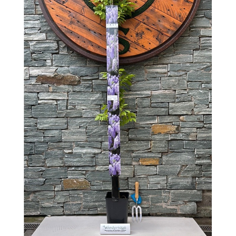 Wisteria sinensis Prolific  (180 cm cane)