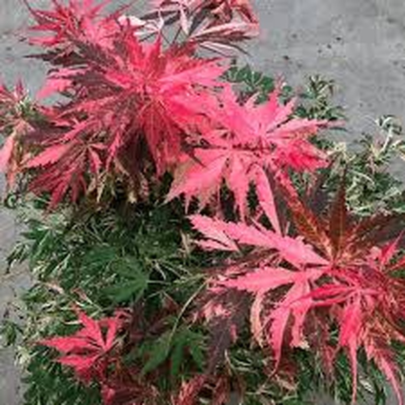 Acer Palmatum Extravaganza
