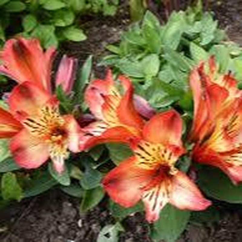 Alstroemeria Inticancha Bryce