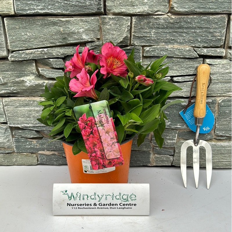 Alstroemeria Inticancha Malaga