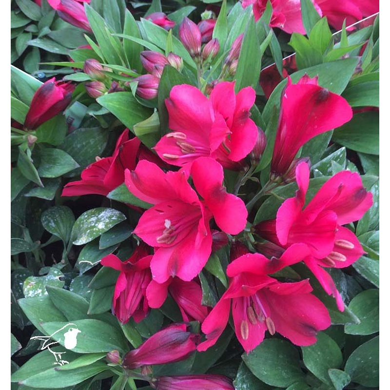 Alstroemeria Valletta