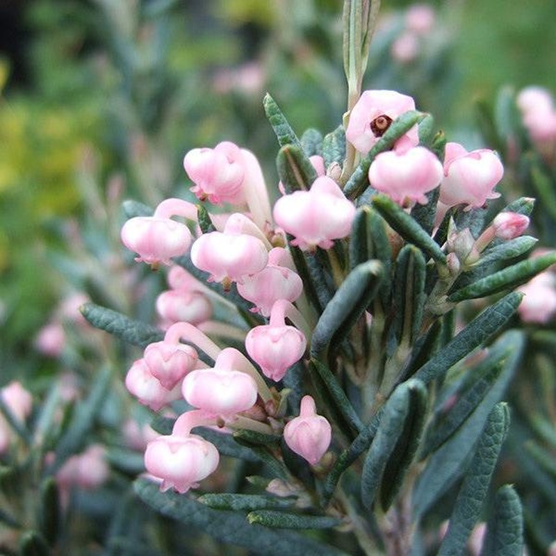 Andromeda pol. Blue Lagoon  2 Ltr pot