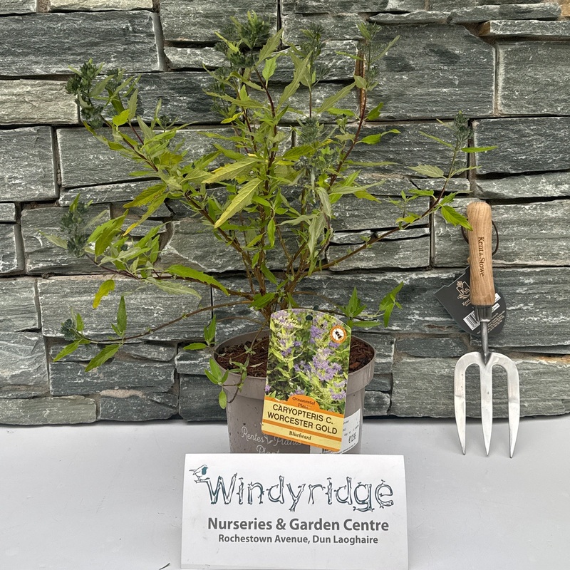 CARYOPTERIS C. WORCESTER GOLD