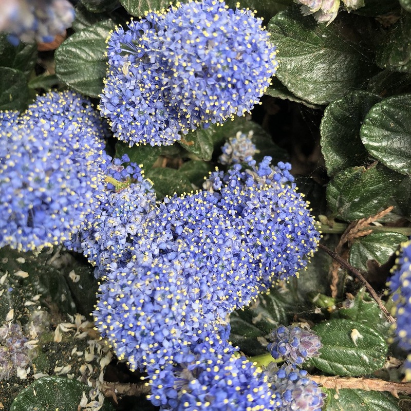 Ceanothus thyrs. repens