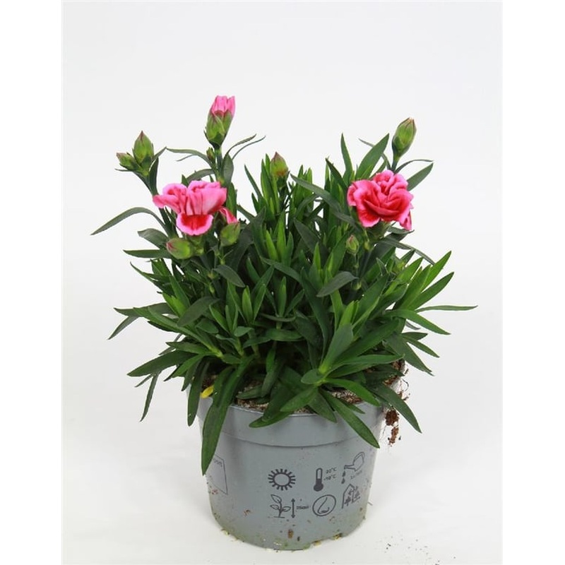 Dianthus car. Oscar Pink Heart  P12