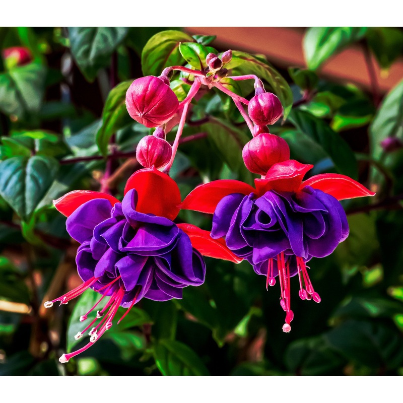 FUCHSIA Dark Eyes