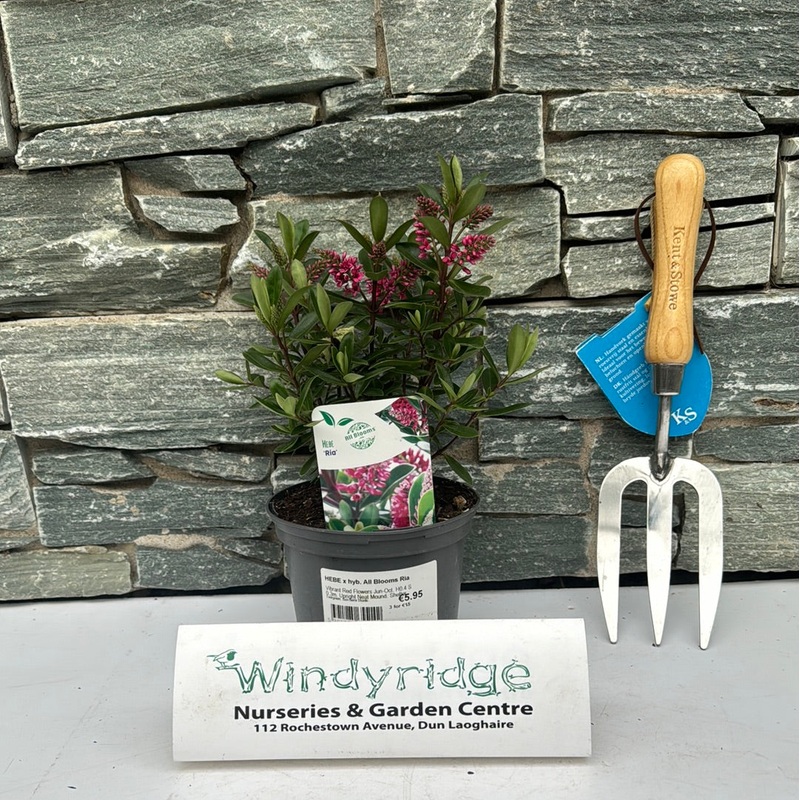 HEBE x hyb. All Blooms Ria