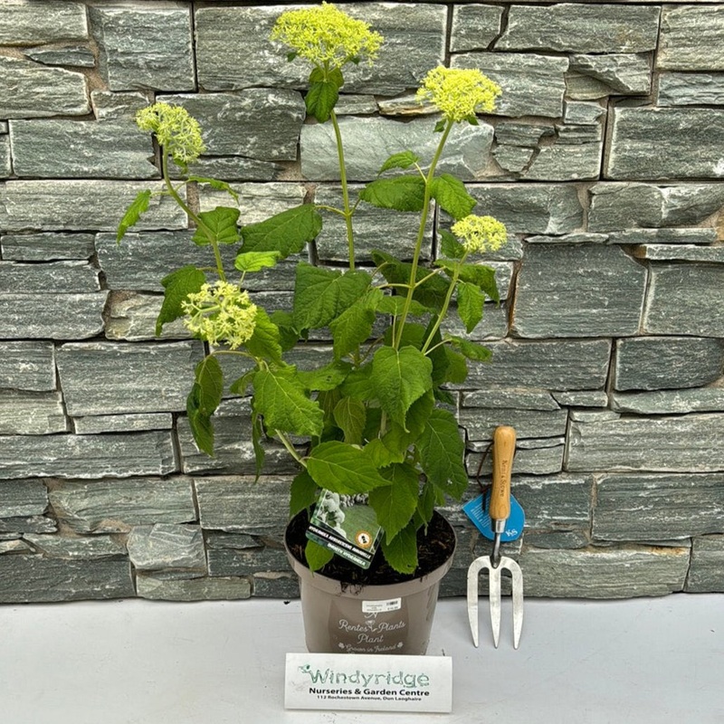 HYDRANGEA ARB. ANNABELLE 40-50 5Ltr Pot