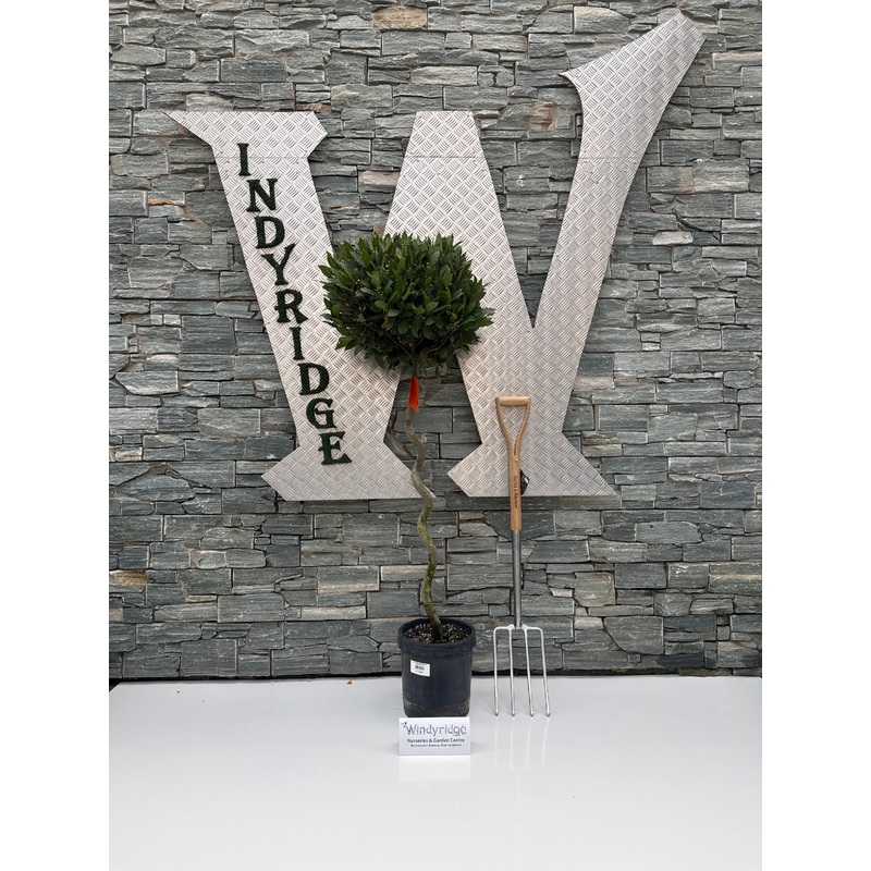 Laurus Nobilis Spiral P25 160cm