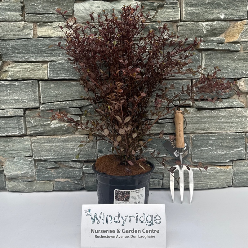 LOPHOMYRTUS Red Dragon