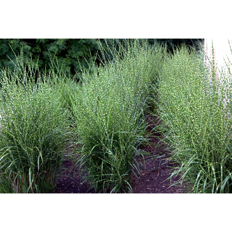 Miscanthus sin. Strictus