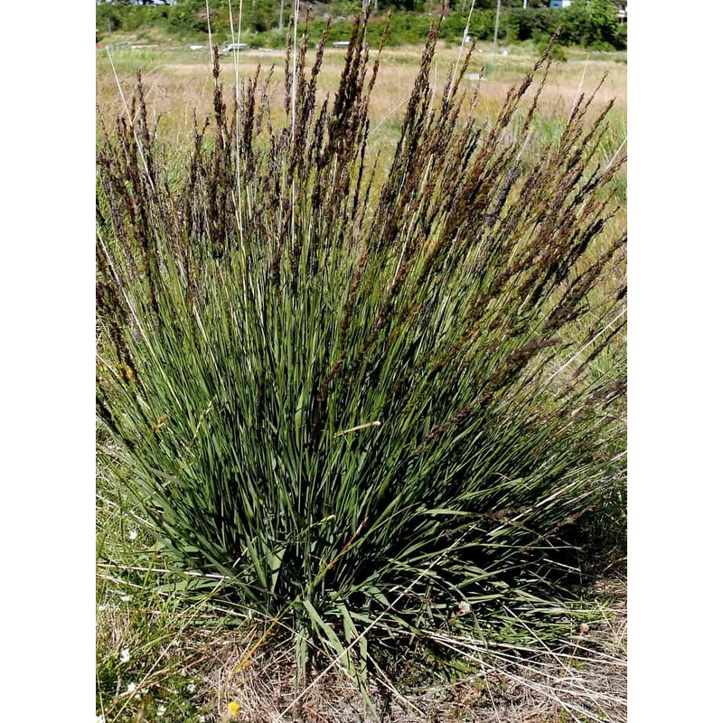 MOLINIA caerulea Torch