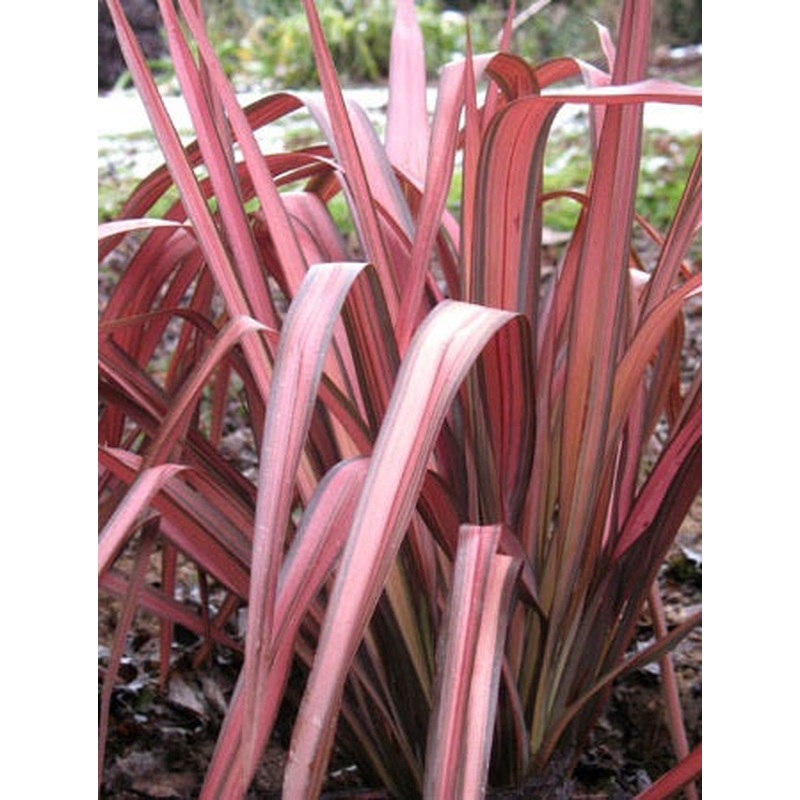 Phormium Pink Panther