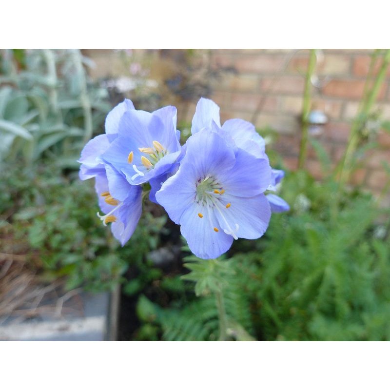 POLEMONIUM Northern Lights