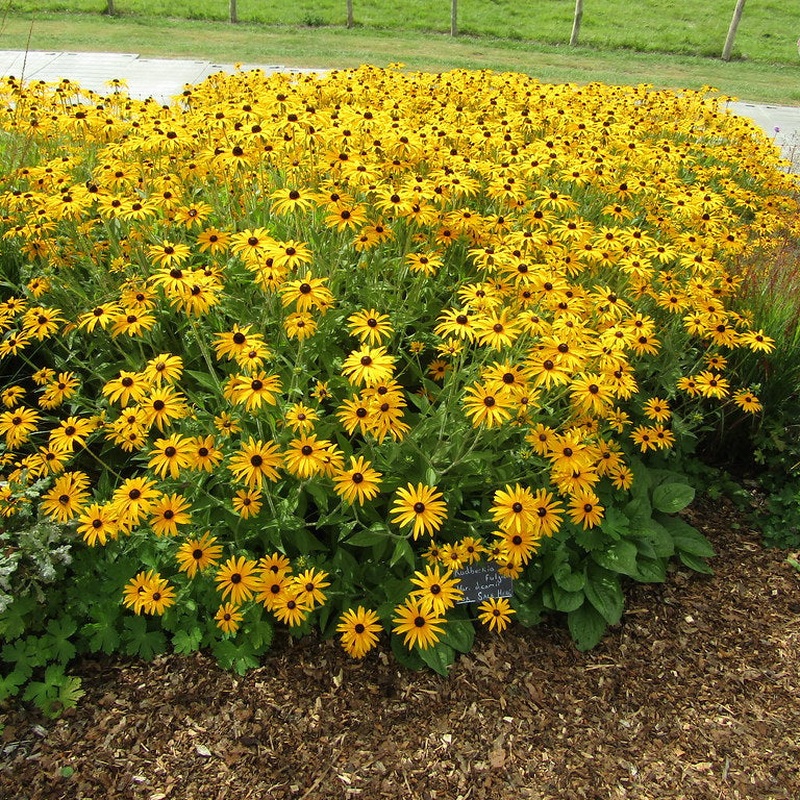 RUDBECKIA fulg. deamii