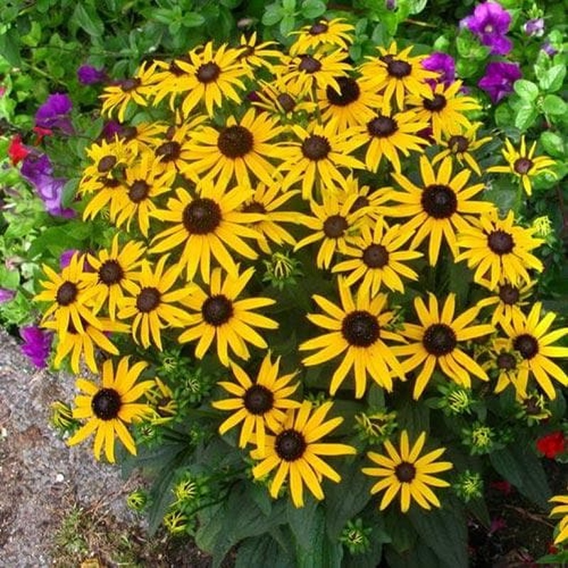RUDBECKIA fulg. Little Goldstar