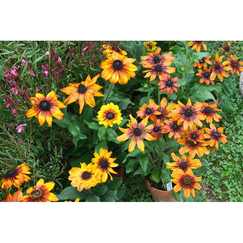 RUDBECKIA Summerina Yellow
