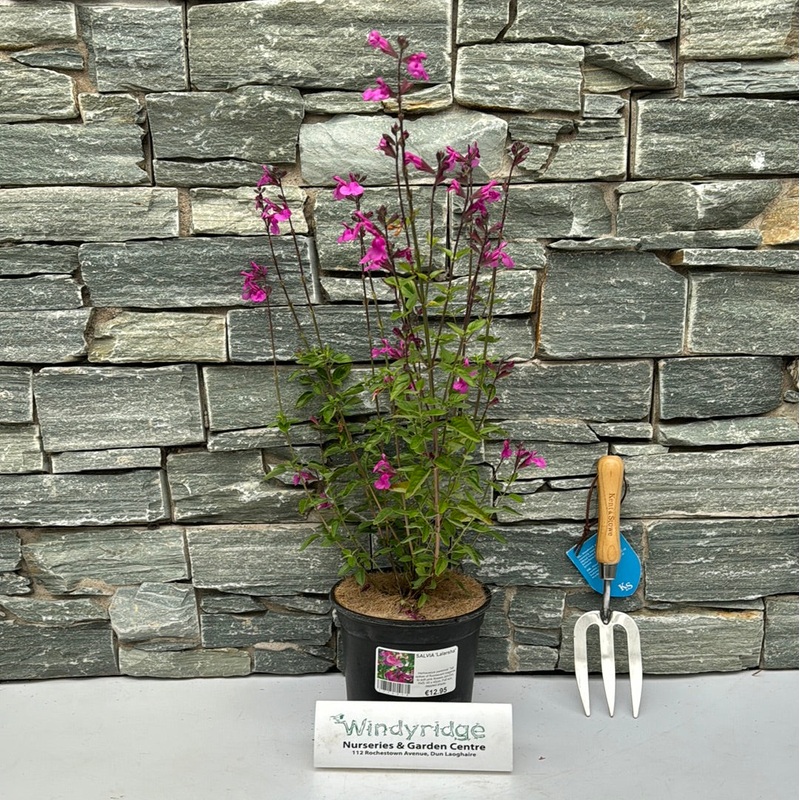 SALVIA Lalarsha 3Ltr Pot