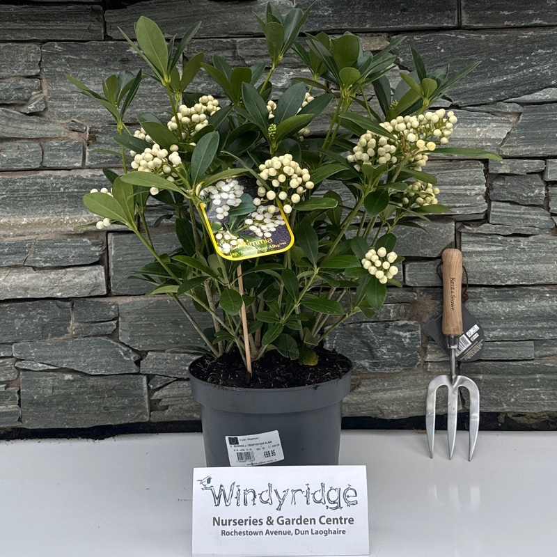 SKIMMIA J. TEMPTATION ALBA