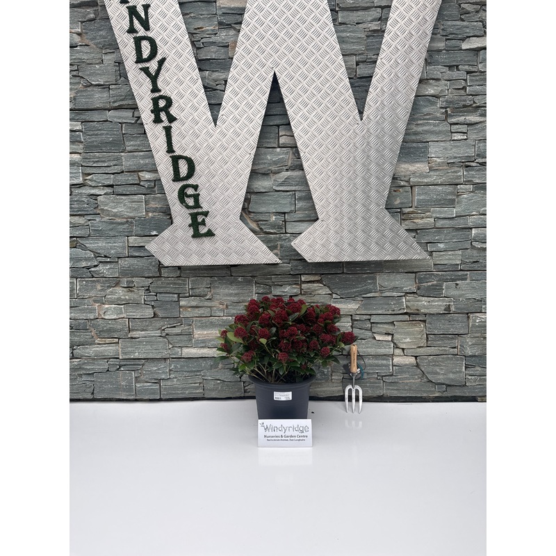 Skimmia jap. Red Dwarf  12 Ltr pot