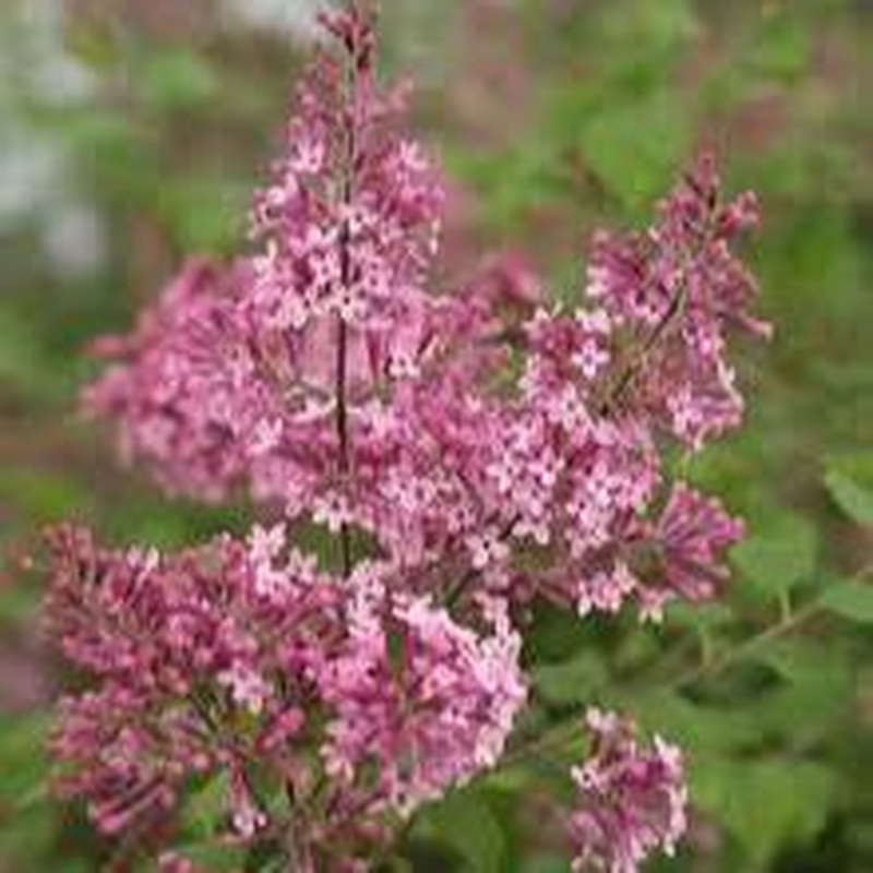 Syringa Bloomerang Pink Perfume