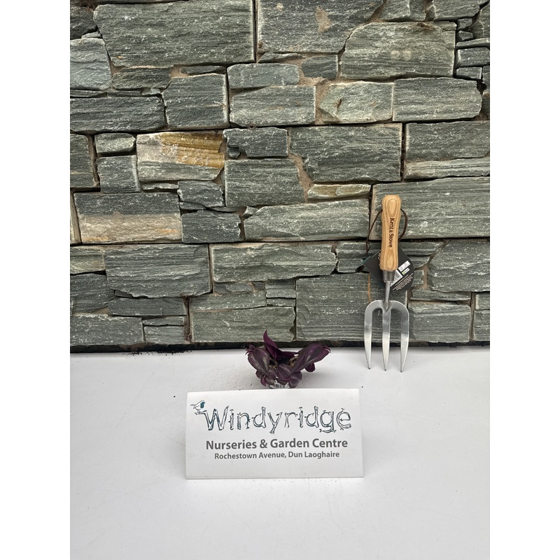 Tradescantia Purple Joy  6 cm pot