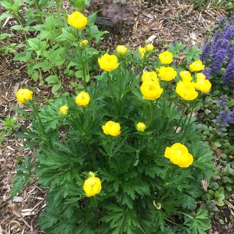 Trollius Lemon Queen