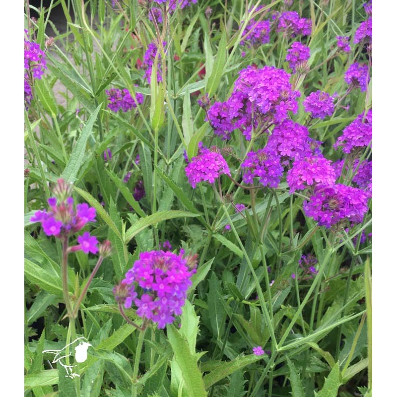 Verbena rigidia