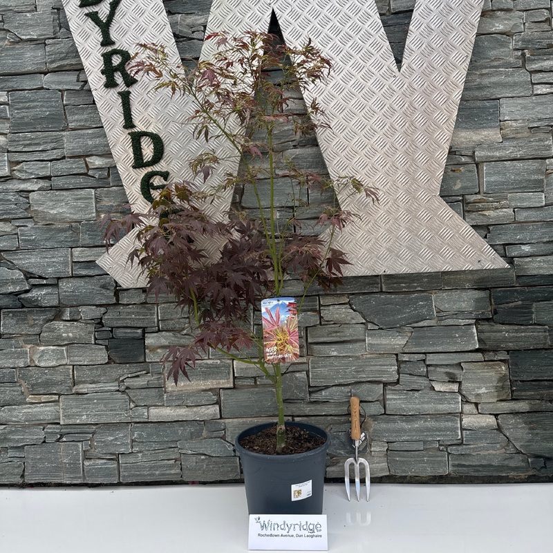 Acer pal. Many-no-sato (60-80 cm 10L)