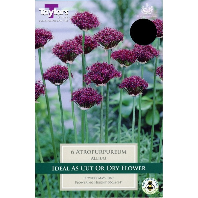 ALLIUM ATROPURPUREUM X 6