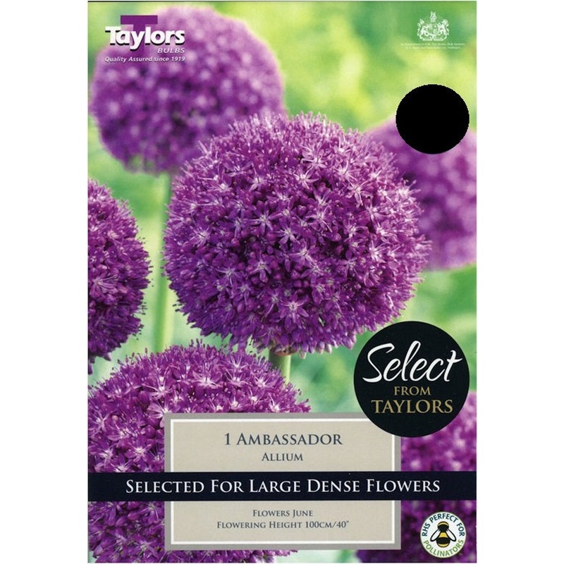 ALLIUM GIGANTEUM AMBASSADOR X 1