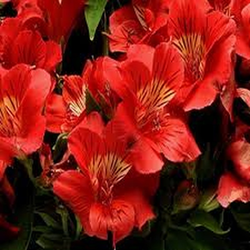 Alstroemeria Colorita Kate
