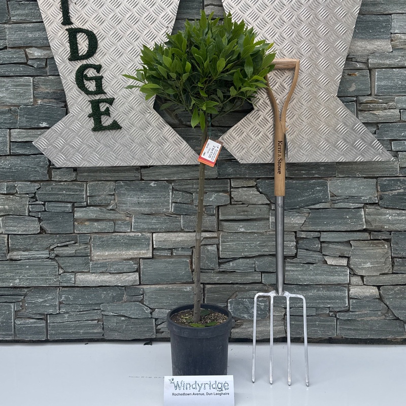 BAY CROWN ON 1/2 STEM 35/40 P 20