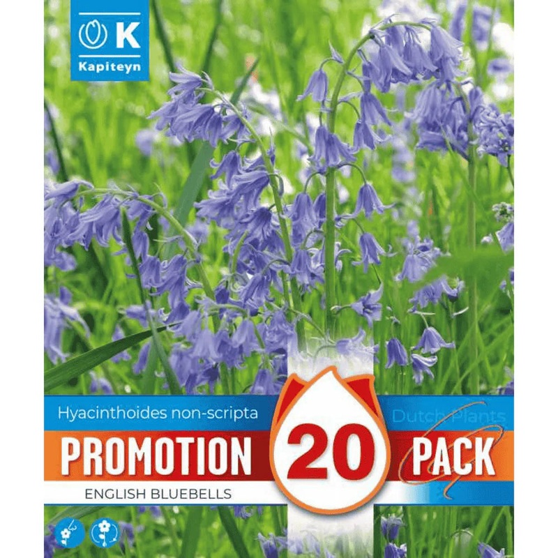 BLUEBELLS PROMO HYACINTHOIDES NON-SCRIPTA X 20