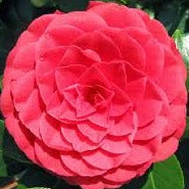 Camellia ret. Black Lace