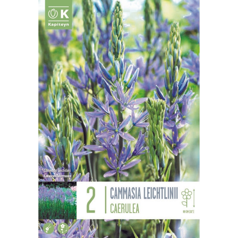 CAMMASIA CAERULEA X 2