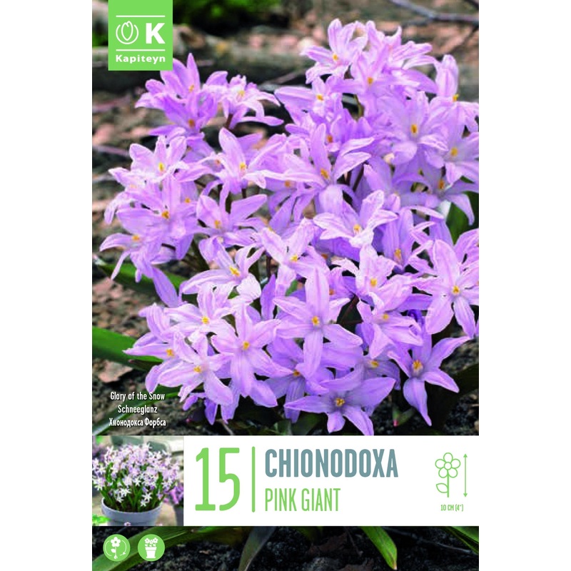 CHIONODOXA PINK GIANT X 15