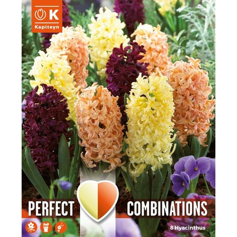 COMBI HYACINTH ORIENTAL BLEND x 8
