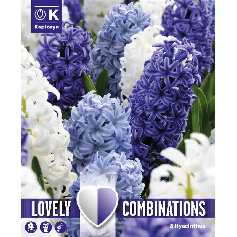 COMBI HYACINTHUS OCEAN BLEND x 8