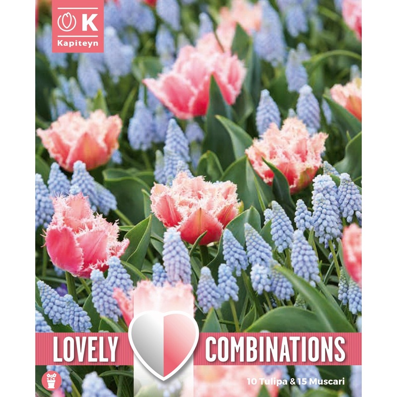 COMBI TUL ROSE RED&MUSCARI PALE BLUE x 20